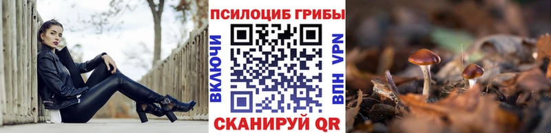Псилоцибиновые грибы Psilocybe  Купить где  Райчихинск 